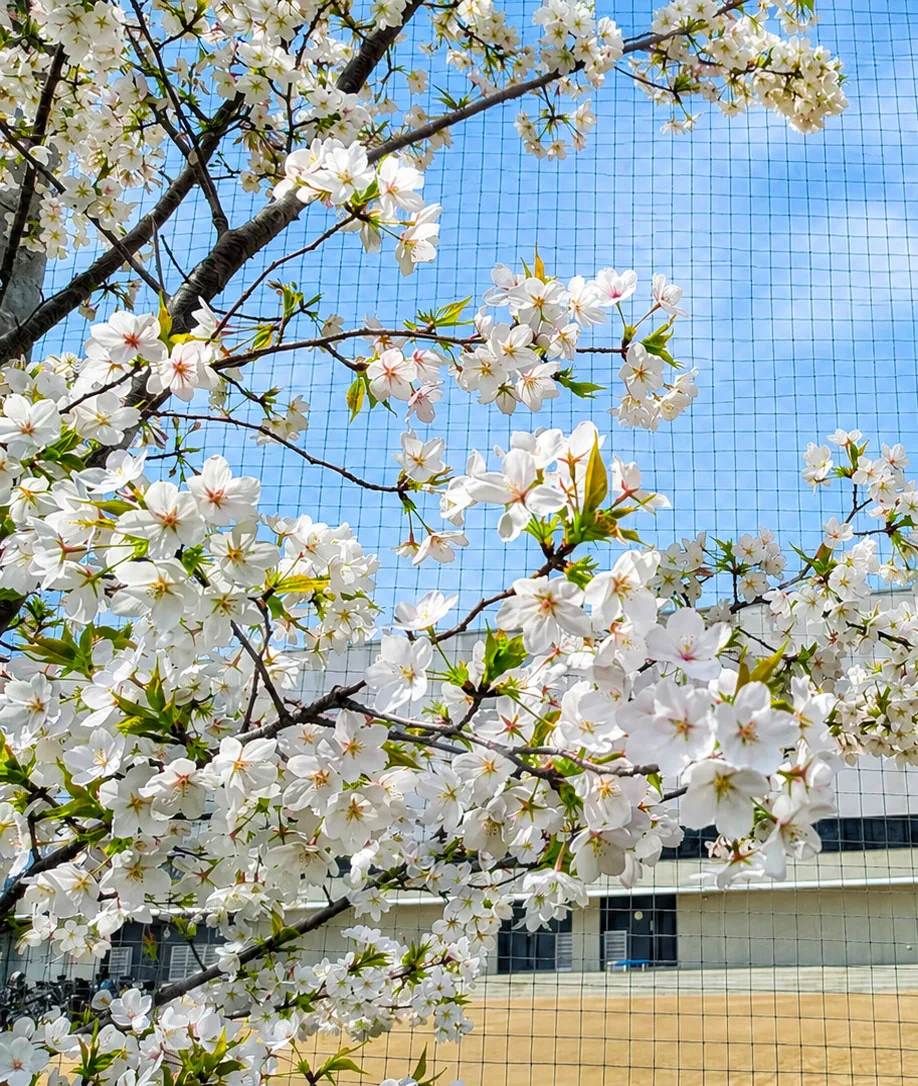 交野の桜と校舎